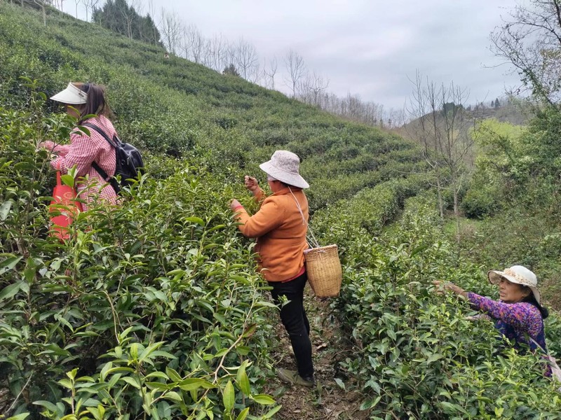 陜煤建設定點幫扶村：春茶采摘忙，茶香促振興